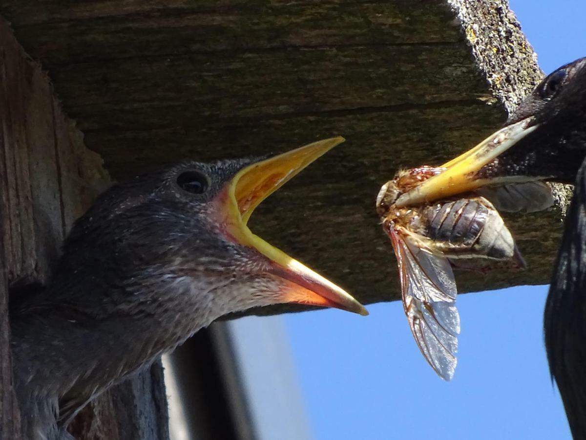 PāvilostaCardinalis House公寓 外观 照片